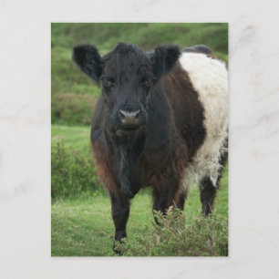 Belted Galloway Koe Briefkaart