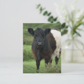 Belted Galloway Koe Briefkaart (Staand voorkant)