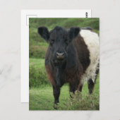 Belted Galloway Koe Briefkaart (Voorkant / Achterkant)