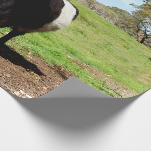 Belted Galloway Koe Cadeaupapier (Hoek)