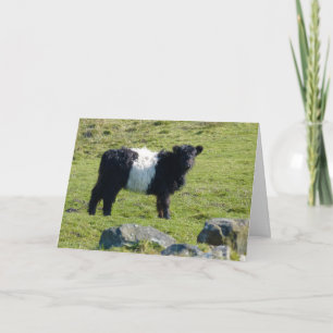 Belted Galloway koe card Kaart