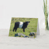 Belted Galloway koe card Kaart (Voorkant)