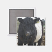 Belted Galloway Koe Eating Hay Magneet (Voorkant / Achterkant)
