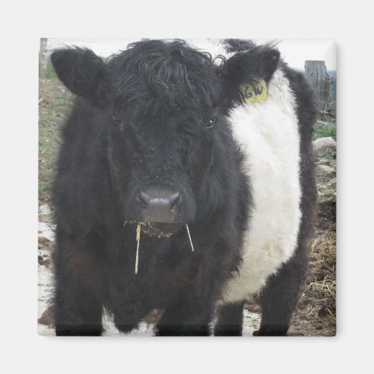 Belted Galloway Koe Eating Hay Magneet (Voorkant)