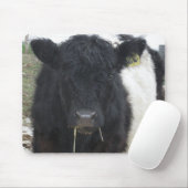 Belted Galloway Koe Eating Hay Muismat (Met muis)