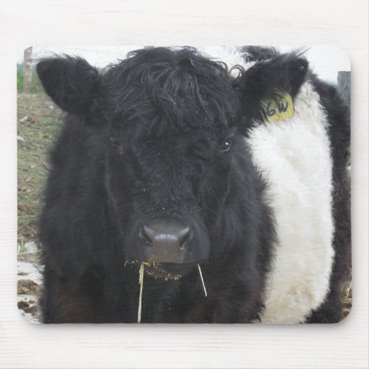 Belted Galloway Koe Eating Hay Muismat (Voorkant)