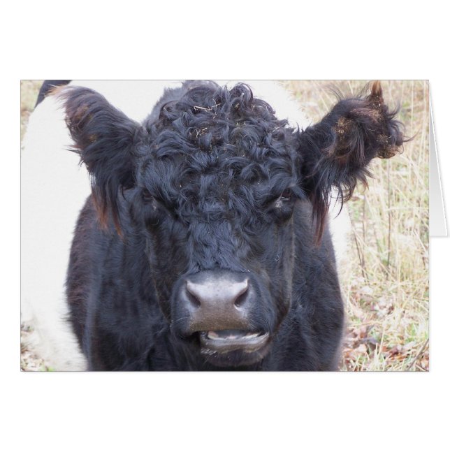 Belted Galloway Koe - Emma (Voorkant Horizontaal)
