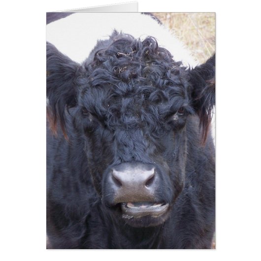 Belted Galloway Koe - Emma (Voorkant)