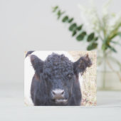 Belted Galloway Koe - Emma Briefkaart (Staand voorkant)