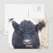 Belted Galloway Koe - Emma Briefkaart (Voorkant / Achterkant)