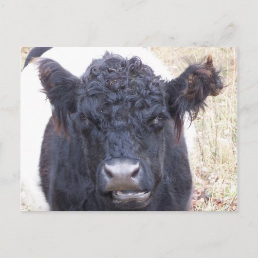 Belted Galloway Koe - Emma Briefkaart (Voorkant)