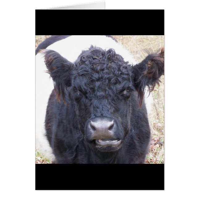 Belted Galloway Koe - Emma Rare Breed Belties (Voorkant)