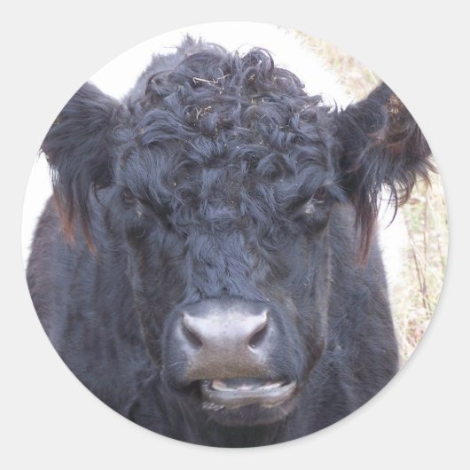 Belted Galloway Koe - Emma Ronde Sticker (Voorkant)