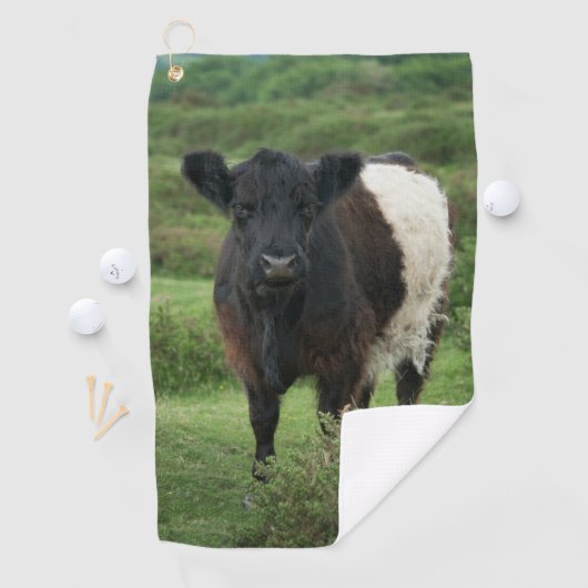 Belted Galloway Koe Golfhanddoek (Insitu)