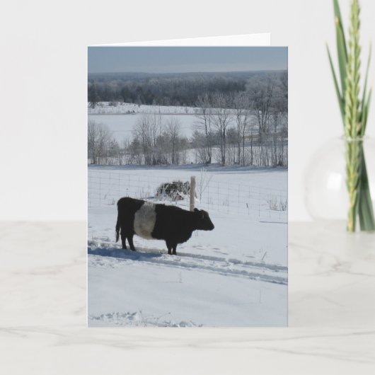 Belted Galloway Koe in a Snowy Landscape Kaart (Voorkant)