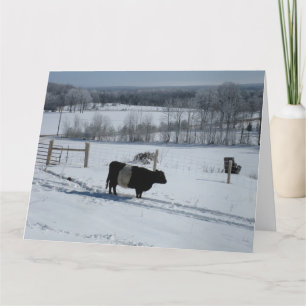 Belted Galloway Koe in a Snowy Landscape Kaart