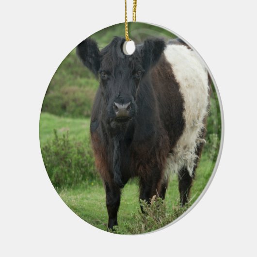 Belted Galloway Koe Keramisch Ornament (Links)