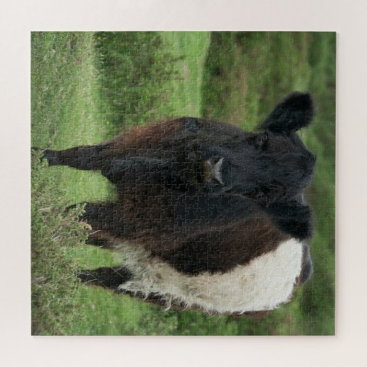 Belted Galloway Koe Legpuzzel (Horizontaal)
