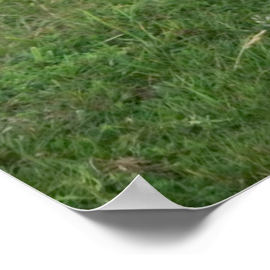 Belted Galloway Koe Poster (Hoek)