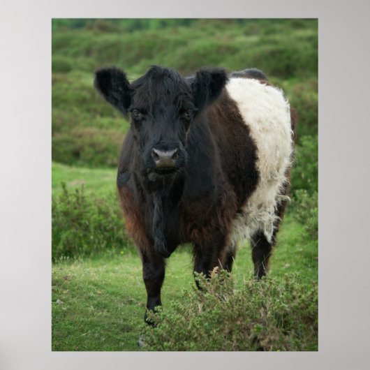 Belted Galloway Koe Poster (Voorkant)