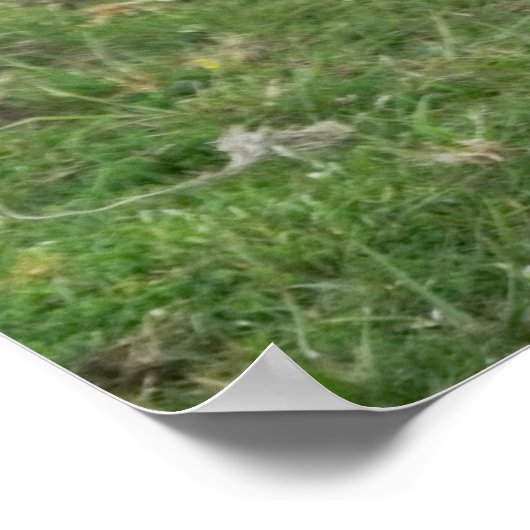 Belted Galloway Koe Poster (Hoek)