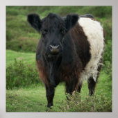 Belted Galloway Koe Poster (Voorkant)