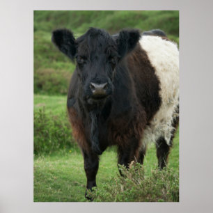 Belted Galloway Koe Poster