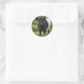 Belted Galloway Koe Ronde Sticker (Tas)