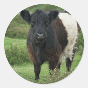 Belted Galloway Koe Ronde Sticker