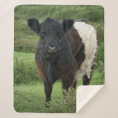 Belted Galloway Koe Sherpa Deken (Voorkant)