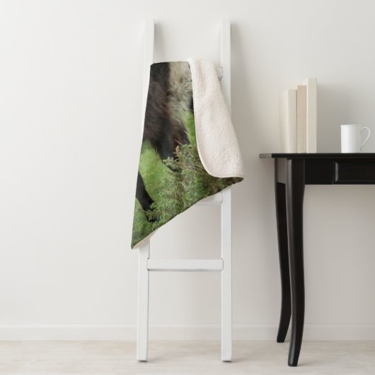 Belted Galloway Koe Sherpa Deken (In situ)