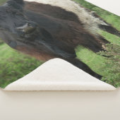 Belted Galloway Koe Sherpa Deken (3/4)