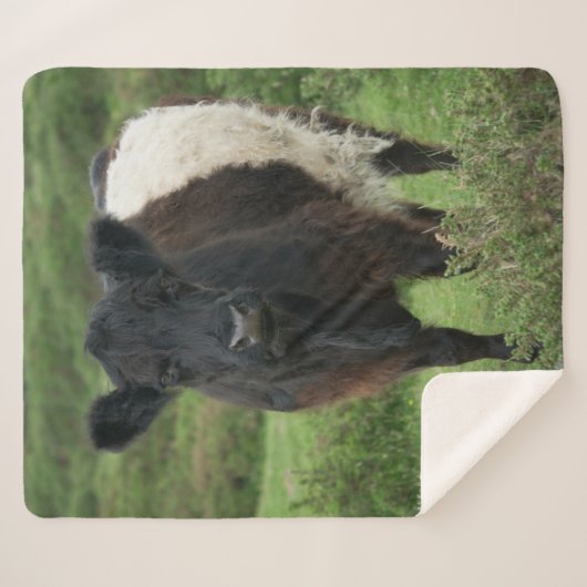 Belted Galloway Koe Sherpa Deken (Voorkant (horizontaal))