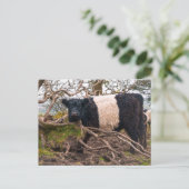 Belted Galloway Koe Standing By Fallen Tree Briefkaart (Staand voorkant)