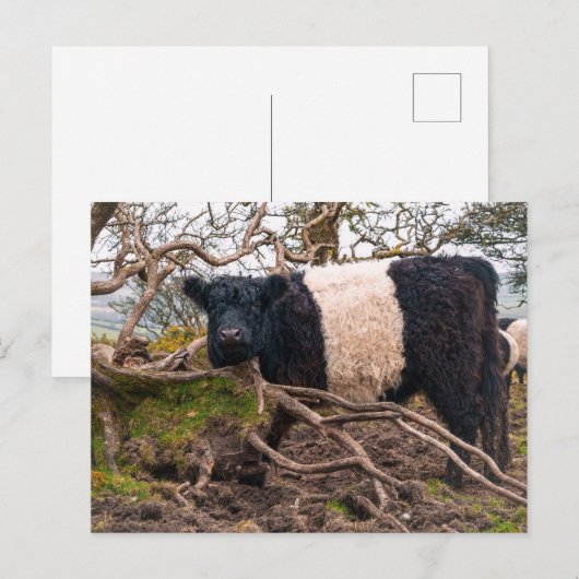 Belted Galloway Koe Standing By Fallen Tree Briefkaart (Voorkant / Achterkant)