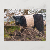 Belted Galloway Koe Standing By Fallen Tree Briefkaart (Voorkant)