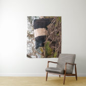 Belted Galloway Koe Standing By Fallen Tree Wandkleed (In situ)