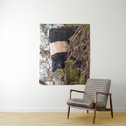 Belted Galloway Koe Standing By Fallen Tree Wandkleed (In situ)