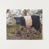 Belted Galloway Koe Standing By Fallen Tree Wandkleed (Voorkant (horizontaal))