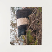 Belted Galloway Koe Standing By Fallen Tree Wandkleed (Voorkant)