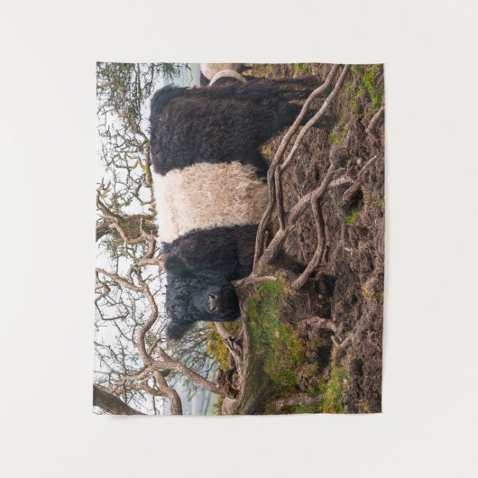 Belted Galloway Koe Standing By Fallen Tree Wandkleed (Voorkant)