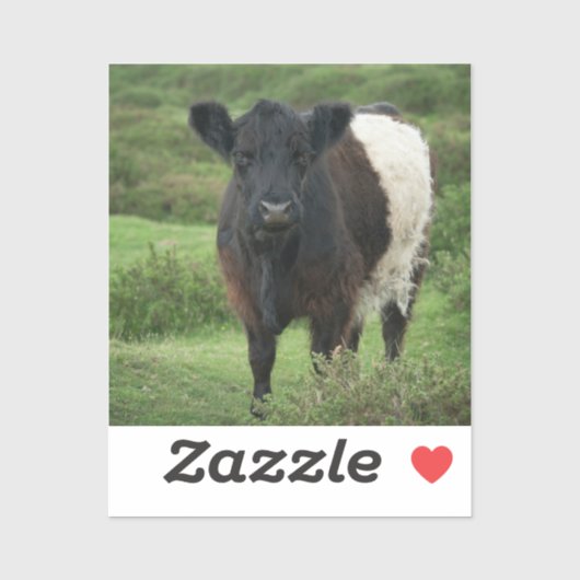 Belted Galloway Koe Sticker (Vel)