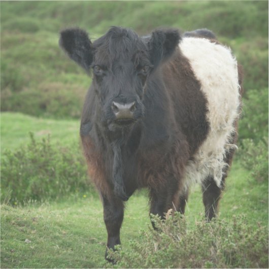 Belted Galloway Koe Sticker (Voorkant)