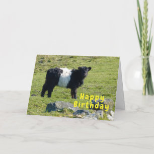 Belted Galloway koe Verjaardagskaart Kaart