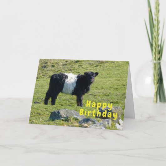 Belted Galloway koe Verjaardagskaart Kaart (Voorkant)