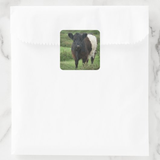 Belted Galloway Koe Vierkante Sticker (Tas)