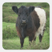 Belted Galloway Koe Vierkante Sticker (Voorkant)