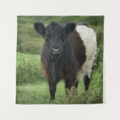 Belted Galloway Koe Wandkleed (Voorkant)