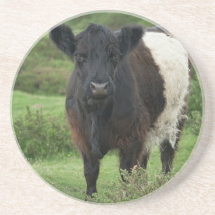 Belted Galloway Koe Zandsteen Onderzetter
