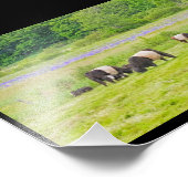 Belted Galloway Koeien in Pasture Rockport Maine Foto Afdruk (Hoek)